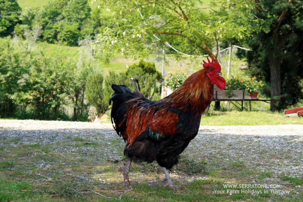Agriturismo Serratone Preselle Farm stay
